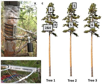 Scots Pine Stems as Dynamic Sources of Monoterpene and Methanol Emissions